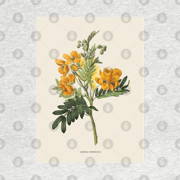 Wildflower Antique Botanical Illustration by Antiquated Art